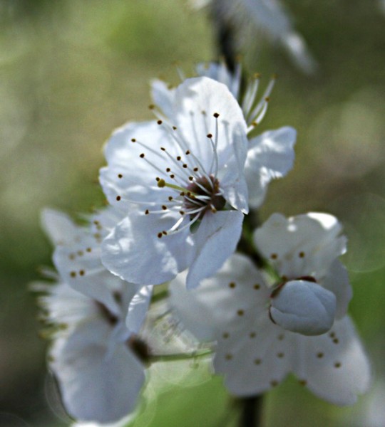 spring
