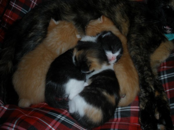 Cats