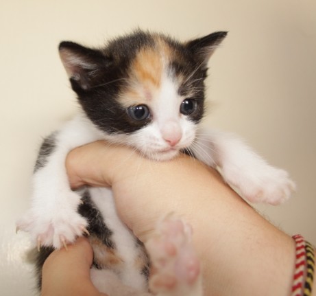 Cat1