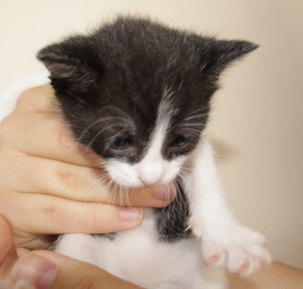 Cat2
