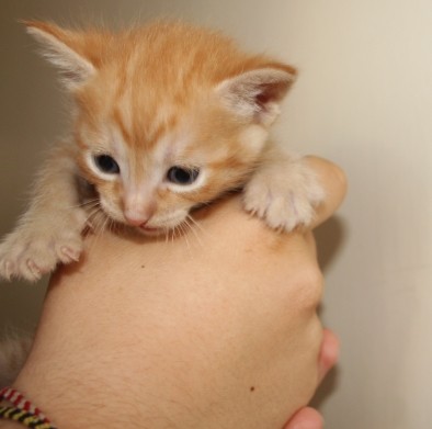 Cat4