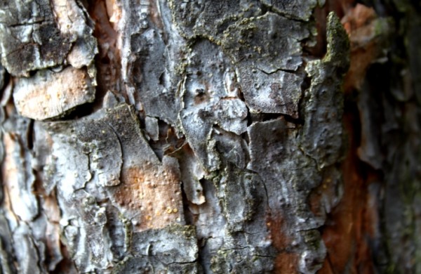 tree1