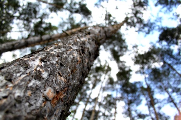 tree2