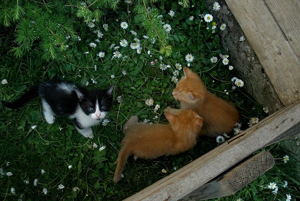 cats1