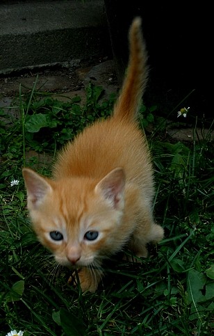 Cat5