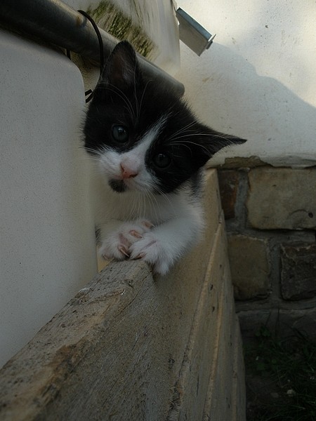 Cat6