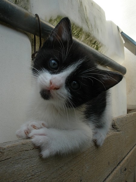 Cat7