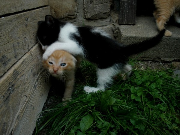 Cats3