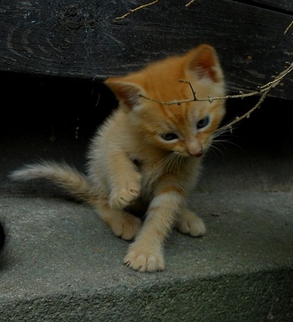 Cat12