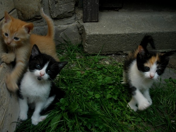 Cats4