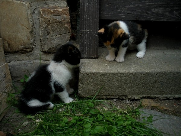 Cats5