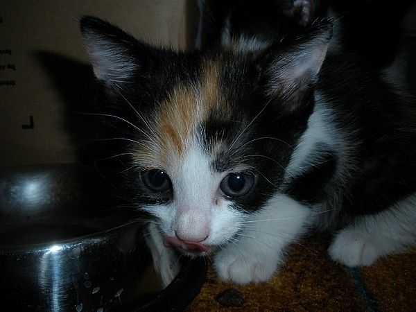 Cat13
