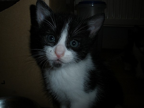 Cat14