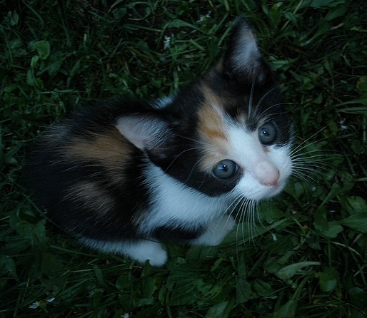 Cat15