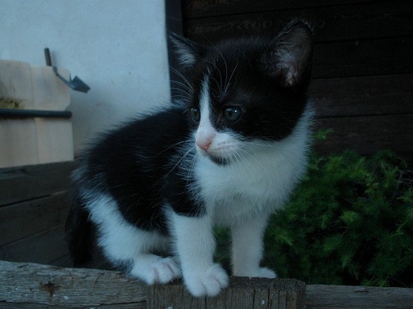 Cat16