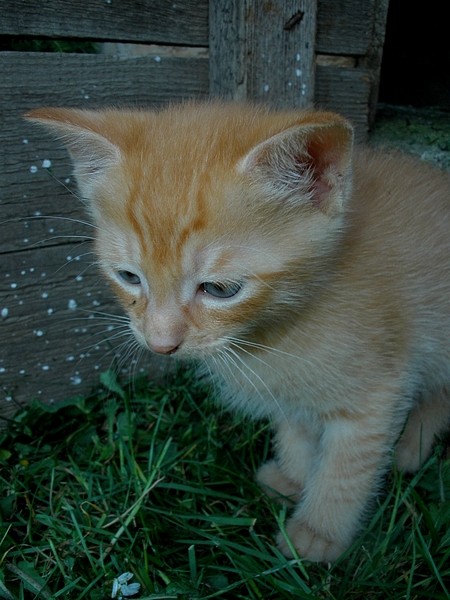 Cat17