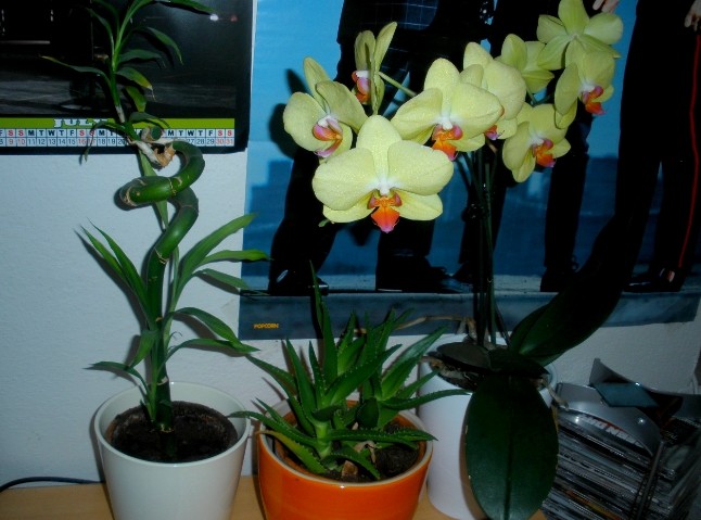 flowers