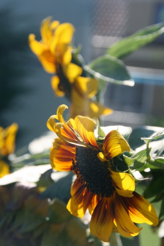 Sunflower1