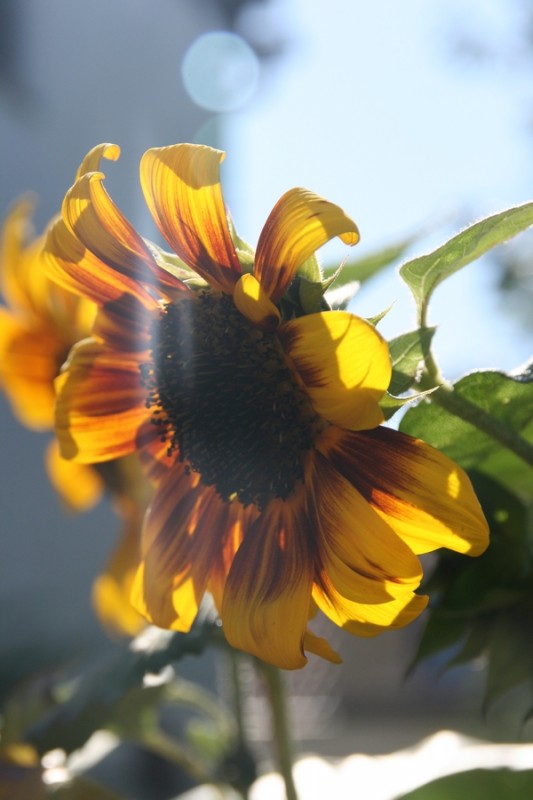 Sunflower2