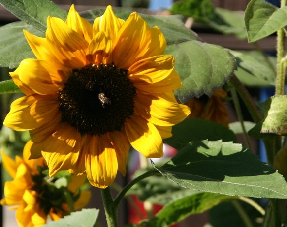 Sunflower3