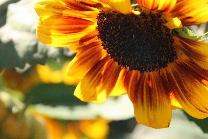 Sunflower4