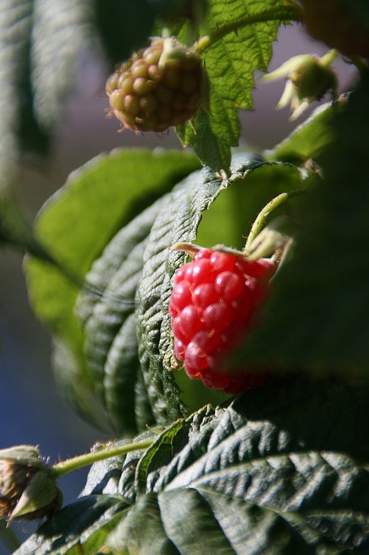 Raspberry1