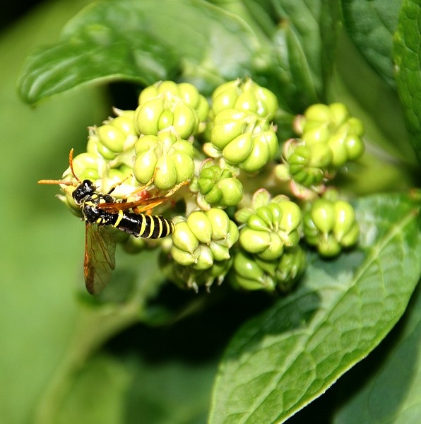 Wasp