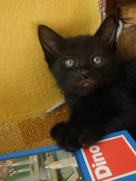 black2