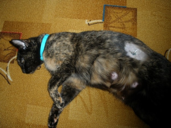 cat3