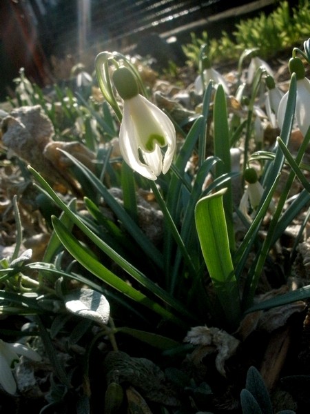 spring2