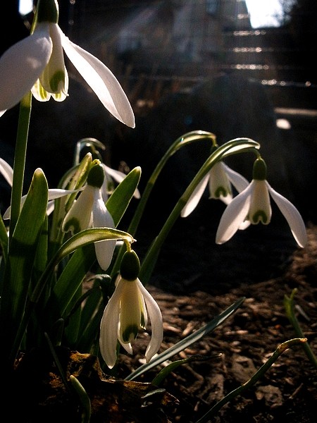 spring3