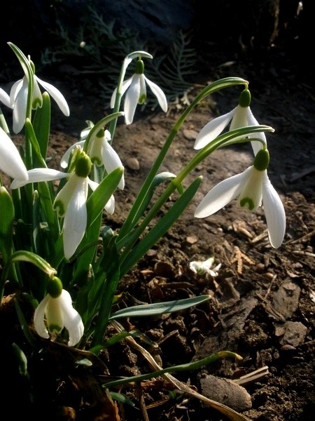 spring4